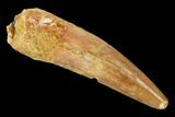 Spinosaurus Tooth - Real Dinosaur Tooth #116341-1